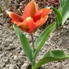 tulipa-artist-plant1