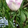 tulipa-bleu-aimable-plant1
