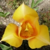 tulipa-blushing-beauty-flower2