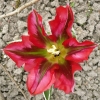 tulipa-esperanto-flower2