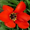 tulipa-madame-lefeber-flower1