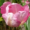 tulipa-new-design-flower1