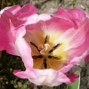 tulipa-new-design-flower2
