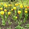 tulipa-olympic-flame-plant1
