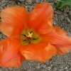 tulipa-orange-emperor-flower1 tulipa-orange-emperor-flower1
