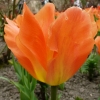 tulipa-orange-emperor-flower2