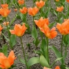 tulipa-orange-emperor-plant1 tulipa-orange-emperor-plant1