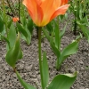 tulipa-orange-emperor-plant2