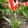 tulipa-plaisir-plant2