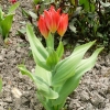 tulipa-praestans-fusilier-plant3