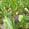 tulipa-spring-green-plant1