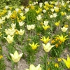 tulipa-west-point-and-tulipa-moonlight-girl-plants