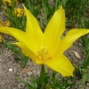 tulipa-west-point-flower1