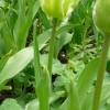 tulipa-white-parrot-plant1