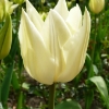 tulipa-white-triumphator-flower1