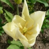 tulipa-white-triumphator-flower2