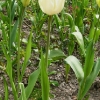 tulipa-white-triumphator-plant1