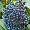viburnum-davidii-fruit1
