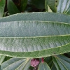 viburnum-davidii-leaf1