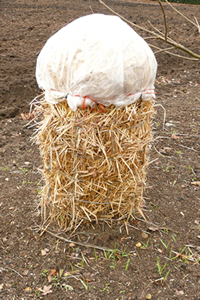 Winter protection with straw and fleece.