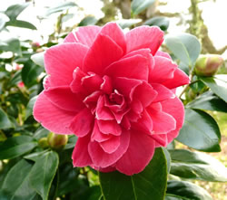 Camellia japonica 'Virginia Carlyon'