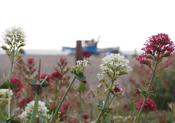 Red valerian and fishing boats