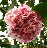 Camellia japonica Little Bit