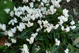 Cylamen hederifolium var. hederifolium f. albiflorum