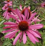 Echinacea purpurea 'Rubenstern'
