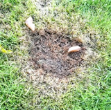 Damage on lawn from dog urine