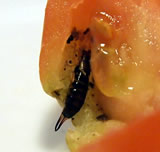 Earwig devouring a tomato
