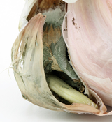 Blue mould rot on garlic