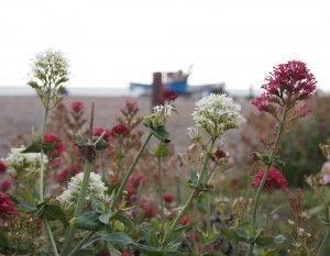 Red valerian and a fishing boat